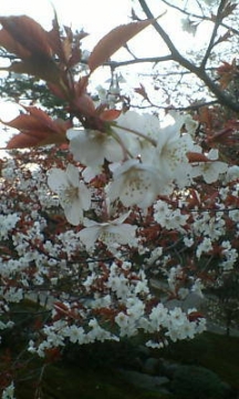 兼六園桜