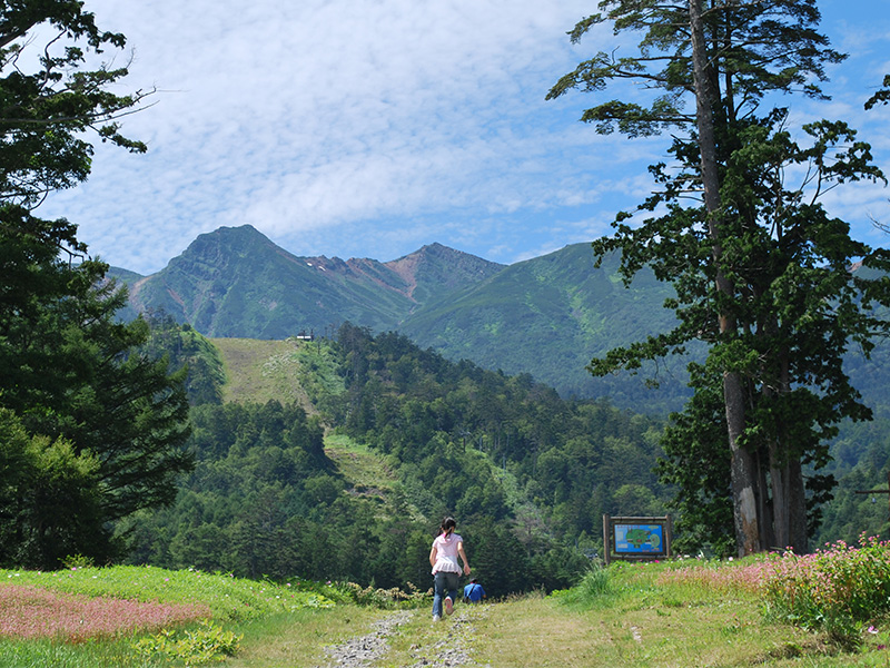 ひのき産地岐阜県東濃地方の豊かな里山の風景