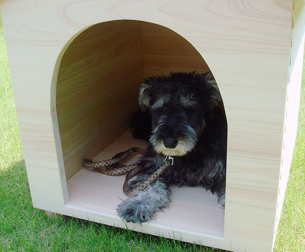 屋内用犬小屋でくつろぐワンちゃん